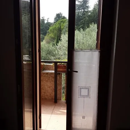 Olivella *