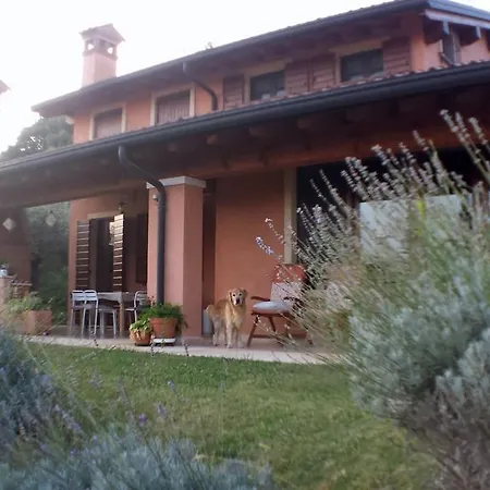 Olivella