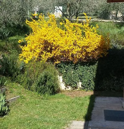 Olivella