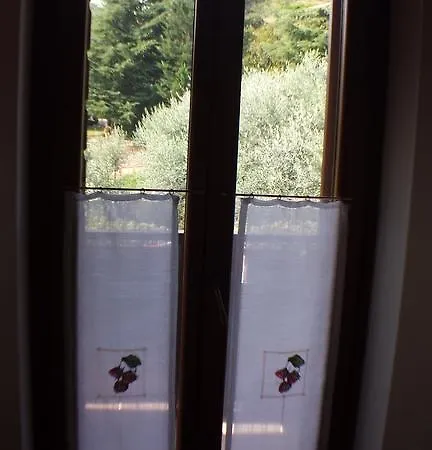 Olivella *